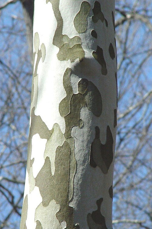  American Sycamore Tree - 3 Gallon Pot
