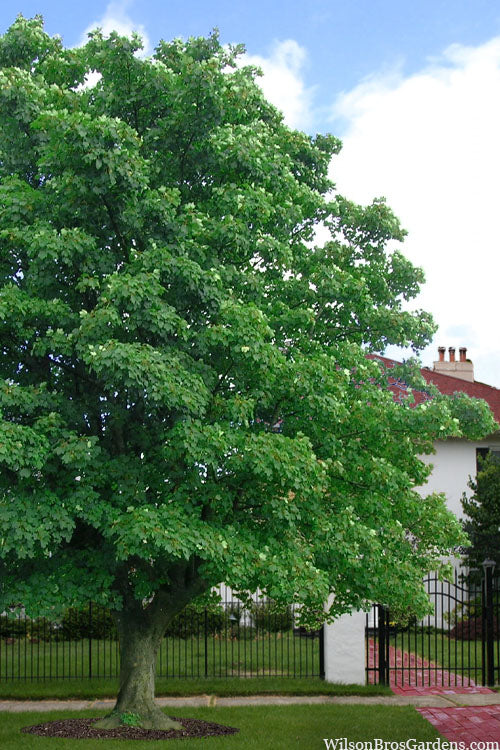  American Sycamore Tree - 3 Pack Of 1.5 Quart Pots