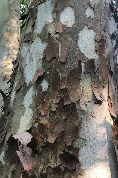  American Sycamore Tree - 3 Gallon Pot