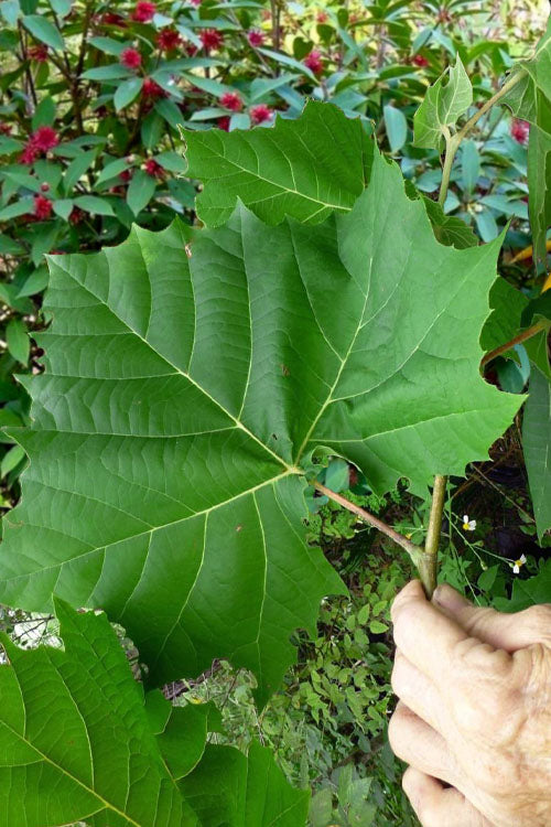  American Sycamore Tree - 3 Pack Of 1.5 Quart Pots