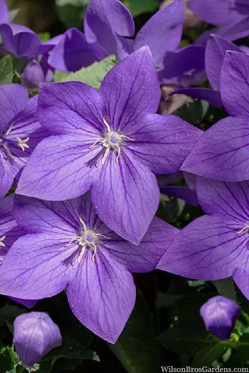  Pop Star Blue Balloon Flower (Platycodon) - 5 Pack Of Quart Pots