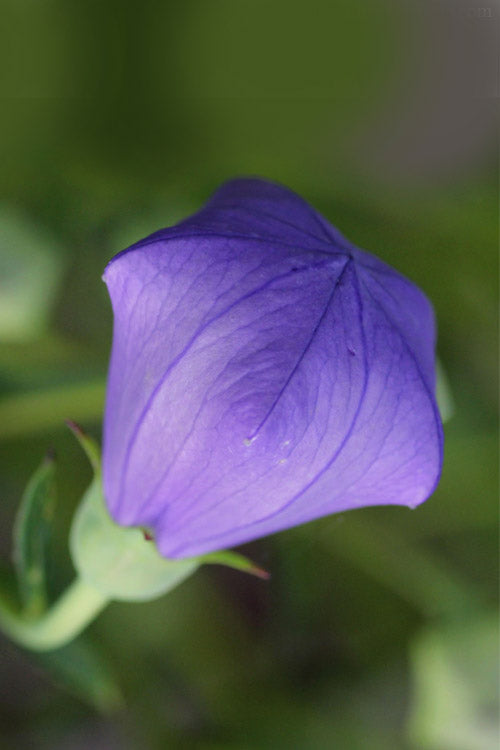  Pop Star Blue Balloon Flower (Platycodon) - 1 Gallon Pot