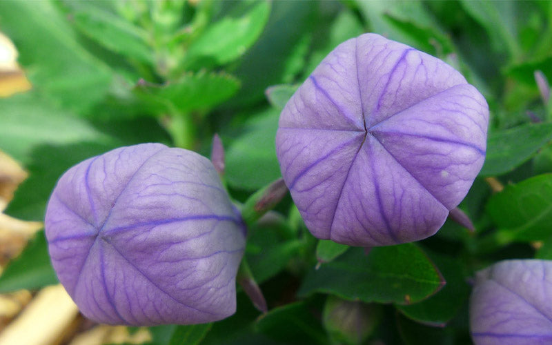  Pop Star Blue Balloon Flower (Platycodon) - 5 Pack Of Quart Pots