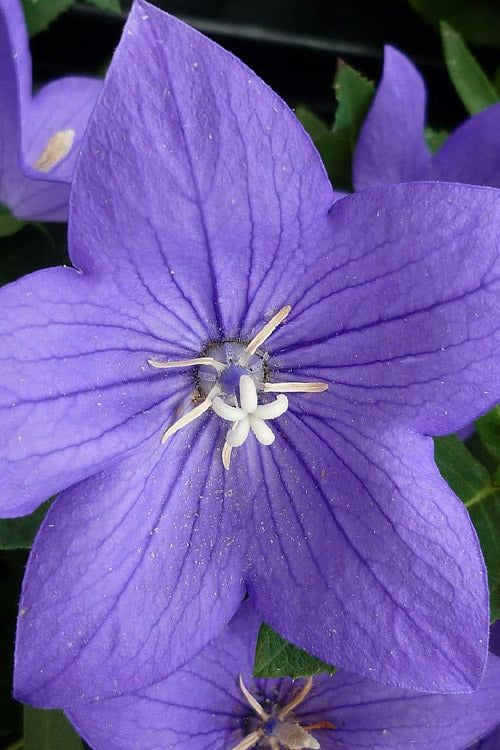  Pop Star Blue Balloon Flower (Platycodon) - 5 Pack Of Quart Pots