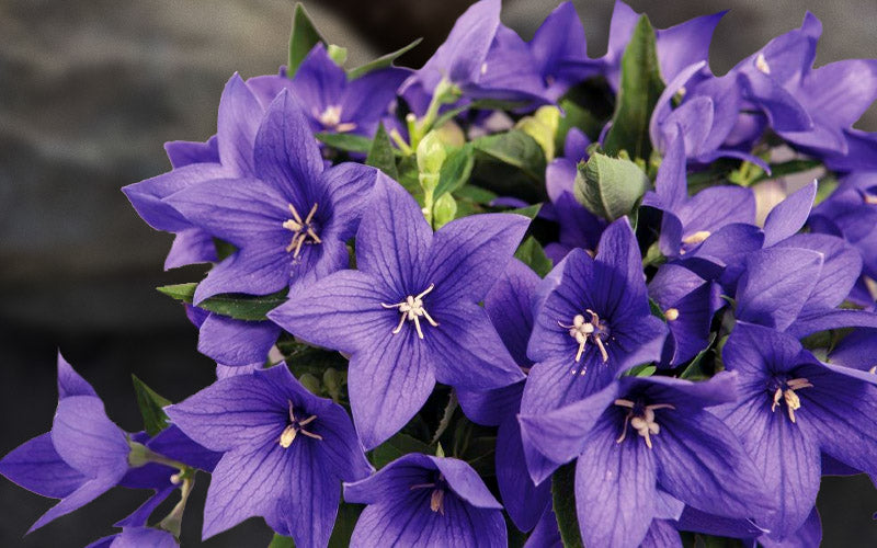  Pop Star Blue Balloon Flower (Platycodon) - 5 Pack Of Quart Pots