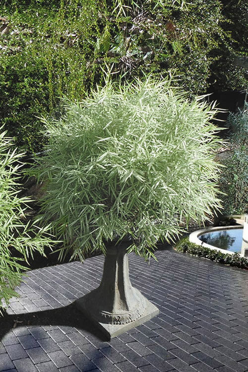  Dwarf White Stripe Bamboo - Pleioblastus Fortunei - 1 Gallon Pot