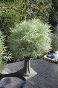  Dwarf White Stripe Bamboo - Pleioblastus Fortunei - 3 Gallon Pot