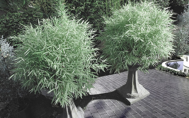  Dwarf White Stripe Bamboo - Pleioblastus Fortunei - 3 Gallon Pot