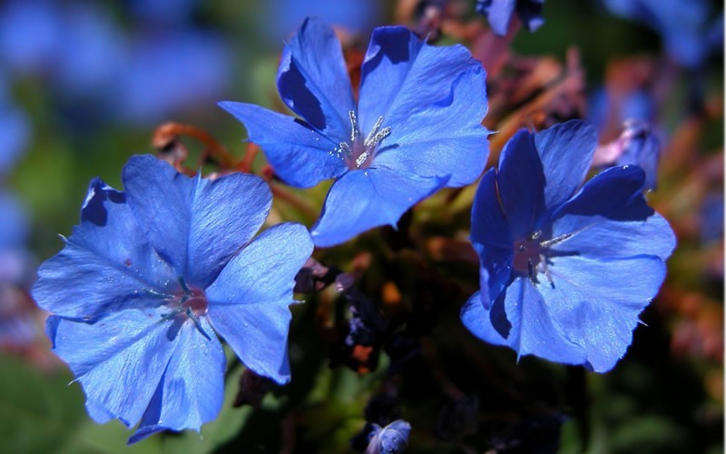  Hardy Blue Plumbago - Ceratostigma Plumbaginoides - 10 Pack Of Pint Pots