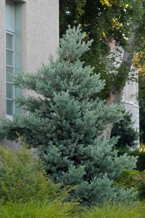  Blue Podocarpus Yew - 7 Gallon Pot