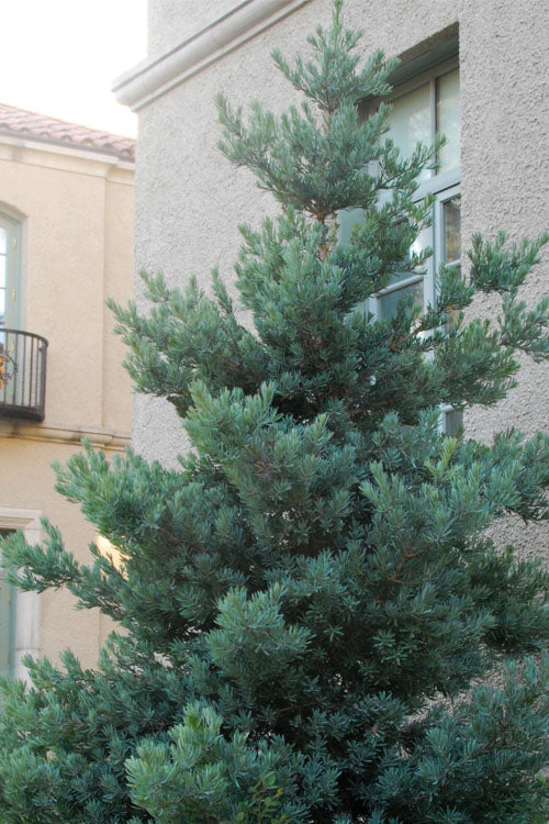 Blue Podocarpus Yew - 3 Gallon Pot