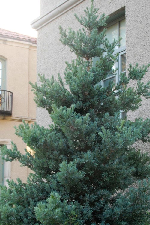  Blue Podocarpus Yew - 7 Gallon Pot