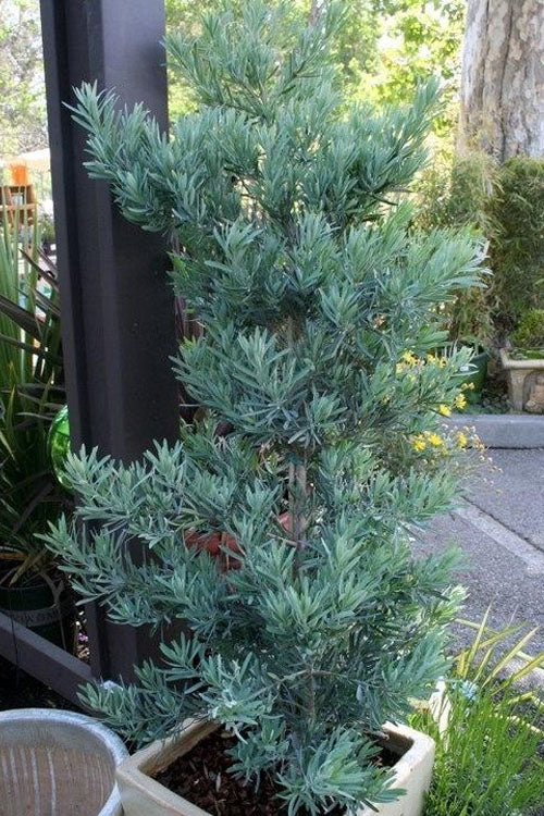  Blue Podocarpus Yew - 7 Gallon Pot