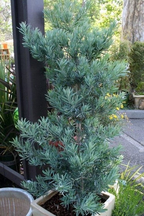  Blue Podocarpus Yew - 7 Gallon Pot