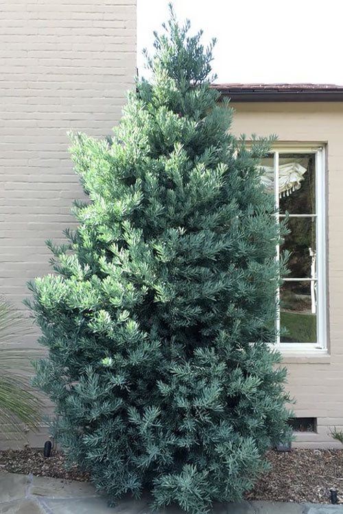  Blue Podocarpus Yew - 7 Gallon Pot