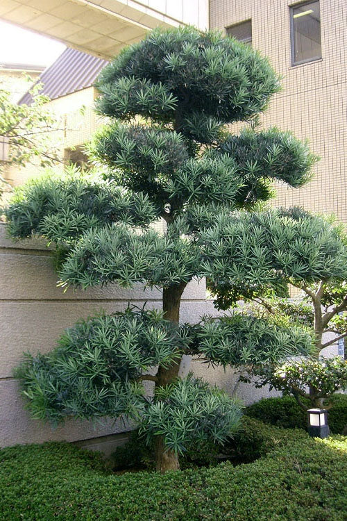  Blue Podocarpus Yew - 7 Gallon Pot