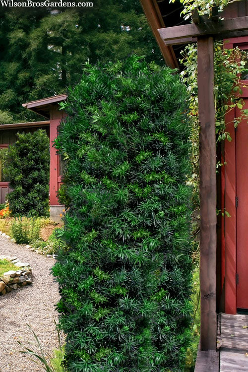  Maki Podocarpus Columnar Yew - 7 Gallon Pot