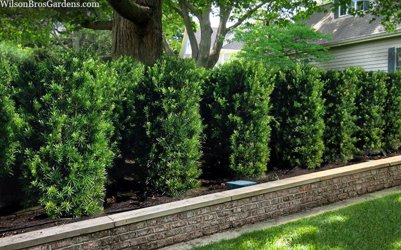  Maki Podocarpus Columnar Yew - 7 Gallon Pot