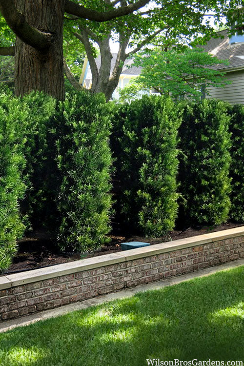 Maki Podocarpus Columnar Yew - 7 Gallon Pot