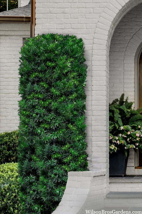  Maki Podocarpus Columnar Yew - 7 Gallon Pot