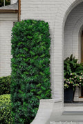  Maki Podocarpus Columnar Yew - 7 Gallon Pot