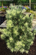  Roman Candles Podocarpus Macrophyllus - 1 Gallon Pot