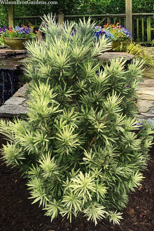  Roman Candles Podocarpus Macrophyllus - 1 Gallon Pot