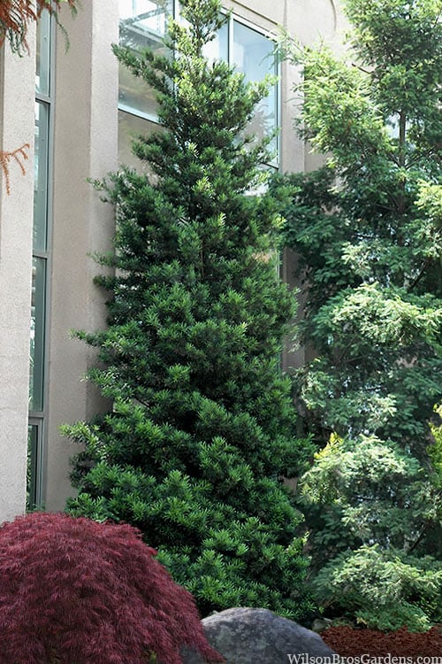  Podocarpus Macrophyllus Upright Yew - 7 Gallon Pot (3-4')