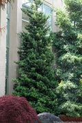 Podocarpus Macrophyllus Upright Yew - 7 Gallon Pot (3-4')