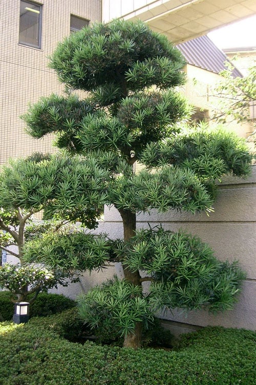  Podocarpus Macrophyllus Upright Yew - 7 Gallon Pot (4-5')