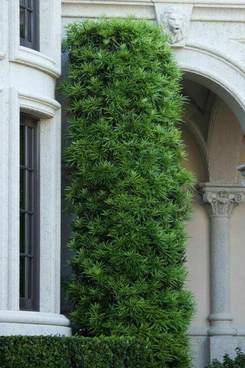  Podocarpus Macrophyllus Upright Yew - 7 Gallon Pot (3-4')