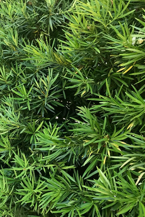 Podocarpus Macrophyllus Upright Yew - 7 Gallon Pot (4-5')