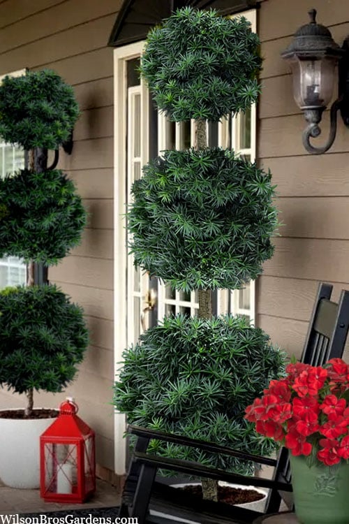  Maki Podocarpus Yew 3-Ball Poodle Tier Topiary - 7 Gallon Pot (4-5')