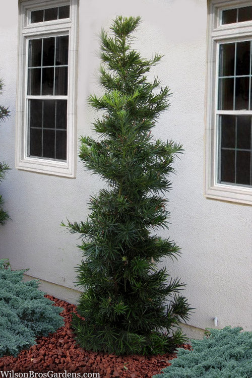  Maki Podocarpus Columnar Yew - 3 Gallon Pot