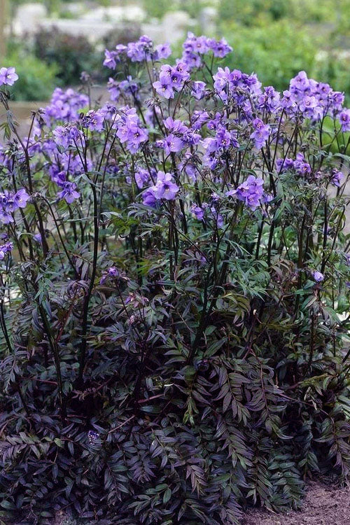  Purple Rain Jacob's Ladder (Polemonium) - 1 Gallon Pot