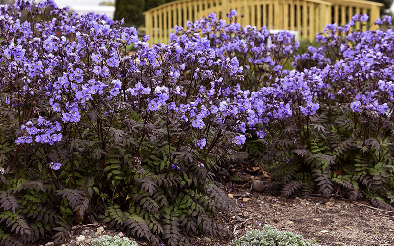  Purple Rain Jacob's Ladder (Polemonium) - 1 Gallon Pot