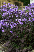  Purple Rain Jacob's Ladder (Polemonium) - 1 Gallon Pot