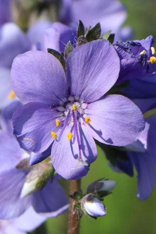  Purple Rain Jacob's Ladder (Polemonium) - 1 Gallon Pot