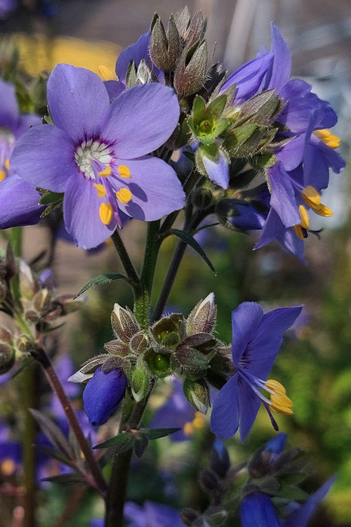  Purple Rain Jacob's Ladder (Polemonium) - 1 Gallon Pot