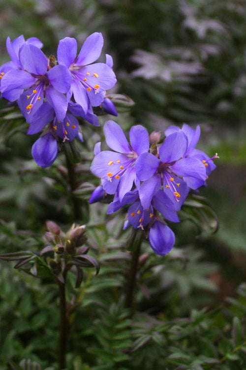  Purple Rain Jacob's Ladder (Polemonium) - 1 Gallon Pot