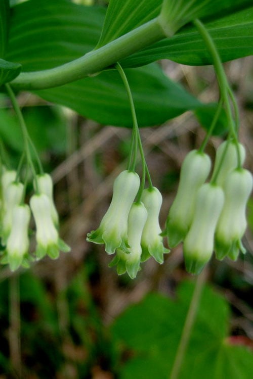  Jinguji Red Stem Solomon's Seal (Polygonatum) - 1 Gallon Pot