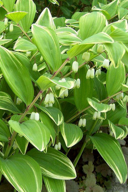  Variegated Solomons Seal (Polygonatum Falcatum 'Variegatum') - 1 Gallon Pot