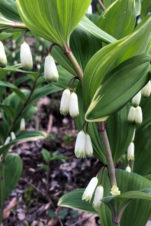  Variegated Solomons Seal (Polygonatum Falcatum 'Variegatum') - 1 Gallon Pot