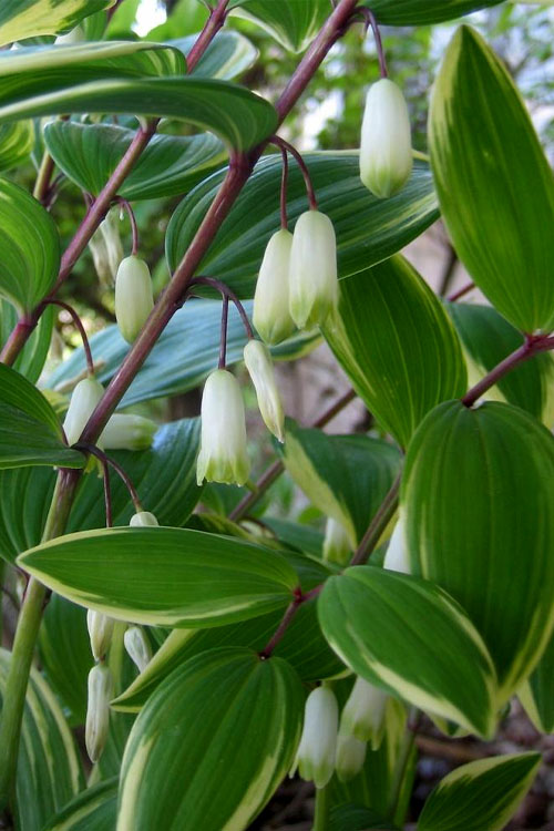  Variegated Solomons Seal (Polygonatum Falcatum 'Variegatum') - 1 Gallon Pot