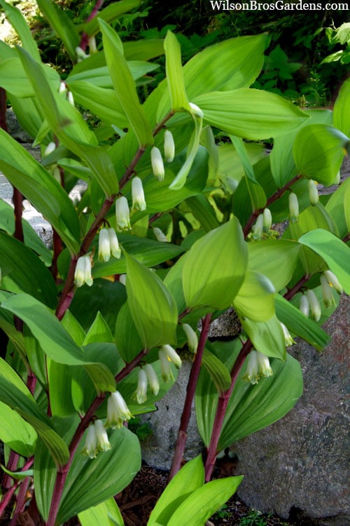  Jinguji Red Stem Solomon's Seal (Polygonatum) - 1 Gallon Pot