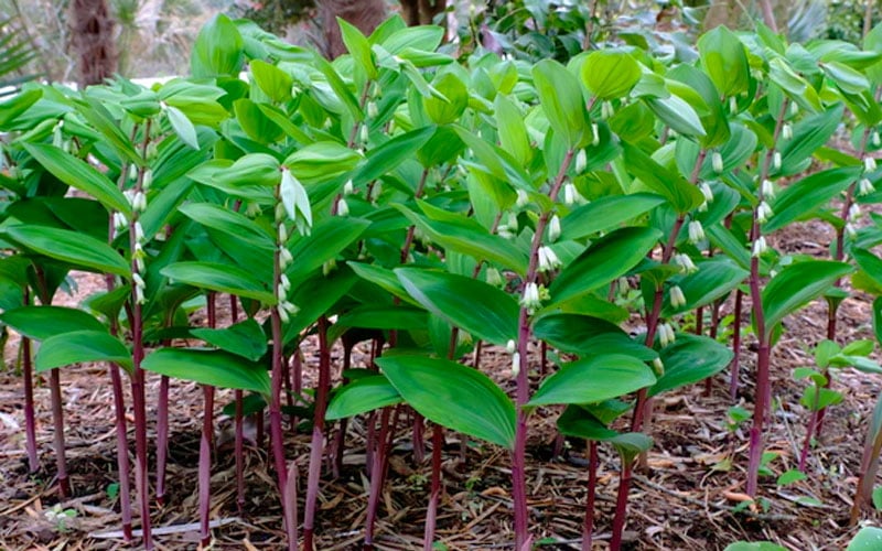  Jinguji Red Stem Solomon's Seal (Polygonatum) - 1 Gallon Pot