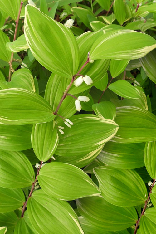  Fragrant Variegated Solomons Seal (Polygonatum Odoratum) - 2 Gallon Pot