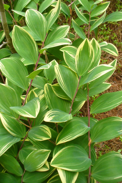  Fragrant Variegated Solomons Seal (Polygonatum Odoratum) - 2 Gallon Pot