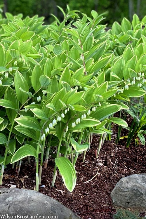  Fragrant Variegated Solomons Seal (Polygonatum Odoratum) - 5 Pack Of Quart Pots
