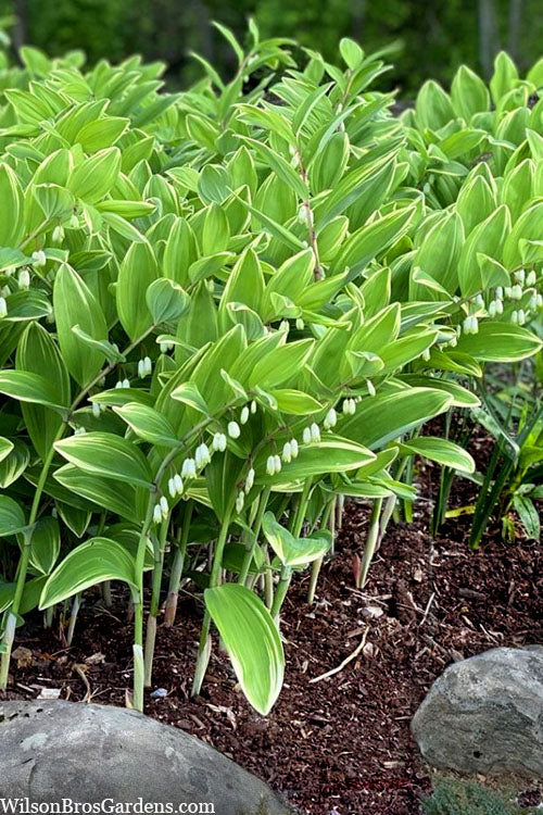  Fragrant Variegated Solomons Seal (Polygonatum Odoratum) - 2 Gallon Pot